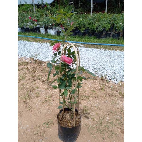 กุหลาบอังกฤษทรงถ้วยRobe - รูปที่ 5