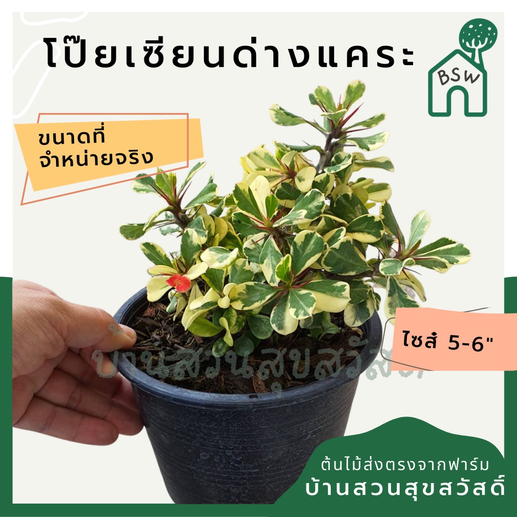 โป๊ยเซียนด่างแคระ มาในกระถางพร้อมตั้ง
