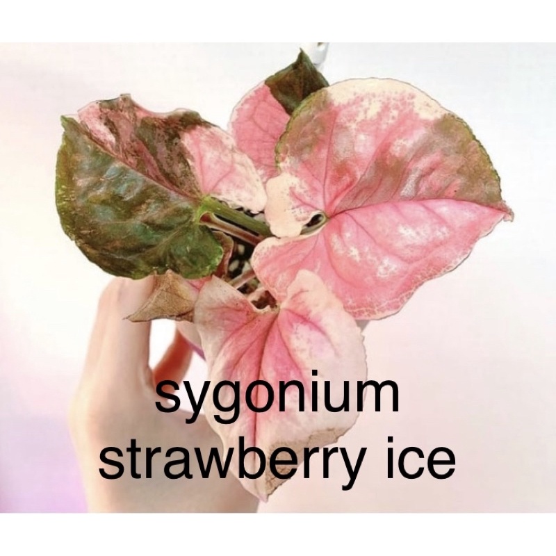 syngonium strawberry ice