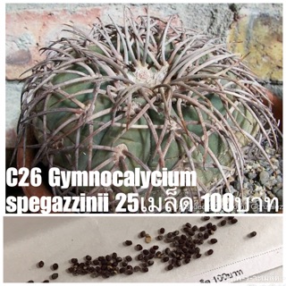 C26 Gymnocalycium spegazzinii 25เมล็ด 100บาท