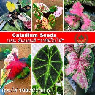 พร้อมส่งราชินีแห่งไม่ใบ MIX 100PCS Caladium Seeds Flower Seed บอนสีหายาก บอนสี เมล็ดบอนสี เมล็ดดอกไม ต้นไม้มงคลสวยๆ