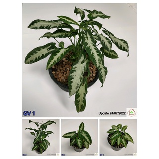 ออมประกายเพชร Syngonium Wendlandii (Green Velvet)