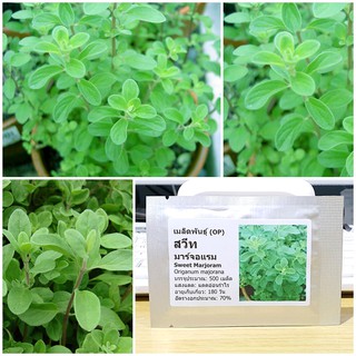 เมล็ดพันธุ์ สวีท มาร์จอแรม (Sweet Marjoram Seed) บรรจุ 500 เมล็ด คุณภาพดี ราคาถูก ของแท้ 100%