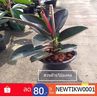 ต้นยางอินเดีย Rubber Plant  ต้นไม้ฟอกอากาศ