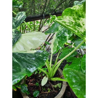 บอนกระดาษด่าง Alocasia macrorrhizos   กระถาง 6 นิ้ว