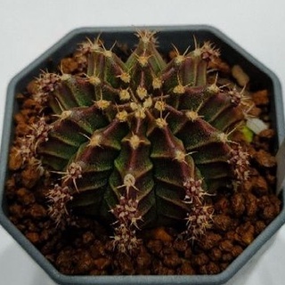 Cake Cactus Farm กระบองเพชร Gymnocalycium mihanovichii ยิมโน ศิลามณี โคลนกระท่อมลุงจรณ์