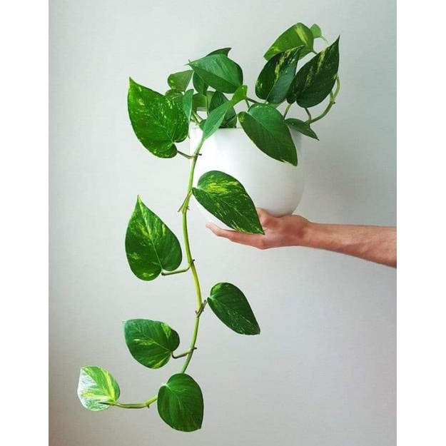พลูด่าง "Golden Pothos" ปลูกในน้ำได้ ซื้อ 10 แถม 2 ความยาวประมาณ 45 cm