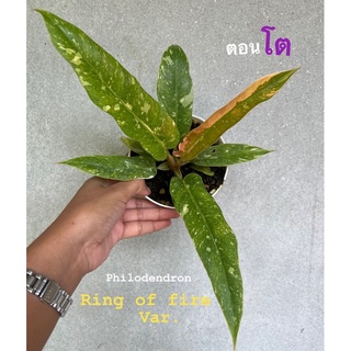 Philodendron ring of fire ใบเลื่อยด่าง หลายสี มีเชื้อสีพีชสวยๆ