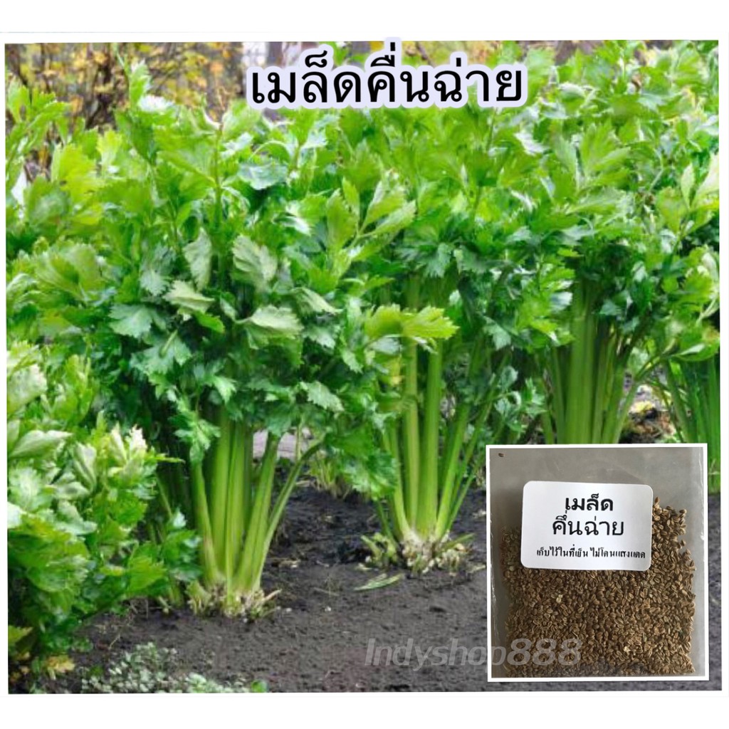 เมล็ดพันธุ์ขึ้นฉ่าย 1000 เมล็ด คัดพิเศษปลูกง่าย โตเร็ว งอกดี [ซื้อ 10 แถม 1]