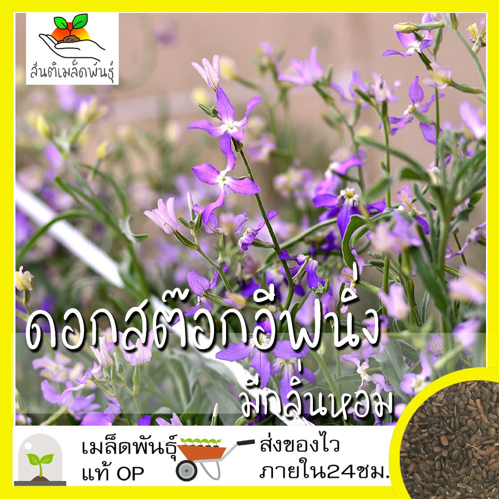เมล็ดพันธุ์ สต๊อกอีฟนิ่ง (มีกลิ่นหอม) 150 เมล็ด Evening Scented Stock Seed เมล็ดพันธุ์แท้ นำเข้าจากต่างประเทศ ปลูกผัก