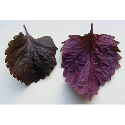 Shiso ชิโซะ   Shiso : Red (ชิโซะ สีแดง) / 30 เมล็ด