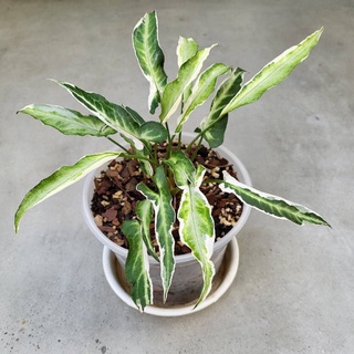 Syngonium Ngern Lai Ma variegata / NLM [พร้อมส่ง] เงินไหลมาด่าง มีรูปทรงใบยาวแปลกตา ด่างขาว ทั้งหน้าและหลังใบ