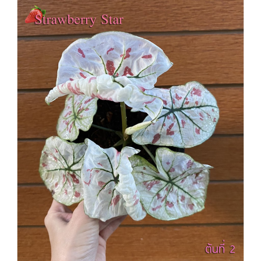 Caladium Strawberry Star สตรอว์เบอร์รี่สตาร์ ต้นที่ 2