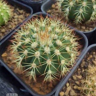 Melocactus Brodwayi (ไม้เมล็ด)