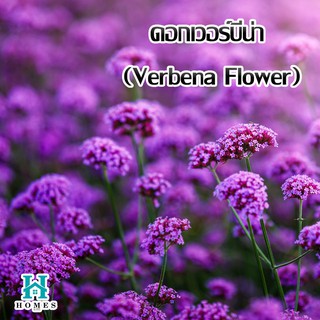 🌸ดอกเวอร์บีน่า (Verbena Flower) 🌸 บรรจุ 200 เมล็ด  🌸