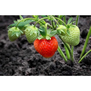 เมล็ดพันธุ์ Strawberry สายพันธุ์ Guardian 50 เมล็ด เมล็ดพันธุ์นำเข้าจาก ยุโรป