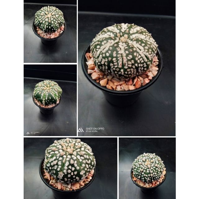 แอสโตรไฟตัม แอสทีเรีย ซูเปอร์ (Astrophytum asterias 'Super' หรือ Super Kabuto「スーパー兜」)