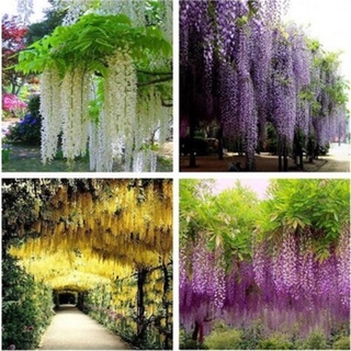 cs Wisteria Sinensis Seeds Wisteria Flowers Purple Violacea Plena Vine Seeds Garden 50 เมล็ด (ไม่ใช่พืชที่มีชีวิต)