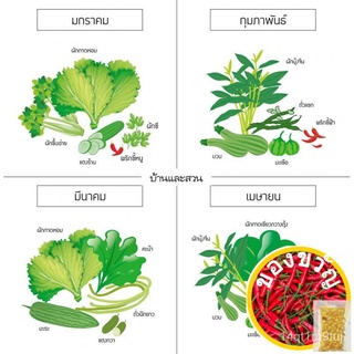 เมล็ดอวบอ้วน100%เมล็ดพันธุ์แคนตาลูป สวีท ซัมเมอร์ 35เมล็ด อัตราการงอก95% ปลูกง่าย โตไว (แถมฟรี เมล็ดดอกทานะตะวันจิ๋ว)เมล