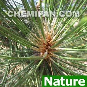 AB0305-Aน้ำมันหอมระเหย ซีดาร์วูด (Cedarwood Es. Oil)