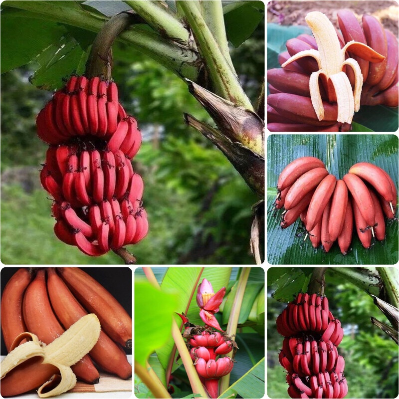 50 เมล็ด ต้นกล้วยแคระ ต้นกล้วย Dwarf Banana Tree Seeds กล้วยแดงอินโด กล้วยแคระ plants ต้นผลไม้ กล้วยด่าง เมล็ดพันธุ์ผัก