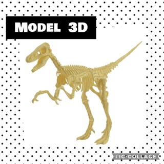 โมเดลกระดูก ไดโนเสาร์ 3D สินค้าพร้อมส่ง