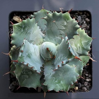 (jiaxie) Agave isthmensis /อกาเว่ อิสธ์เมนสิส  ไม้อวบน้ำ Succulents (ไลทอป Lithops แคคตัส)11-14cm