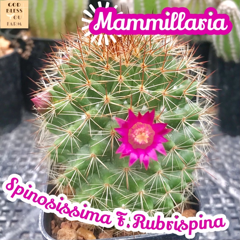 [แมมหนามแดง] Mammillaria Spinosissa F.Rubrispina ส่งพร้อมกระถาง แคคตัส Cactus Succulent Haworthia ไม้อวบน้ำ พืชอวบน้ำ