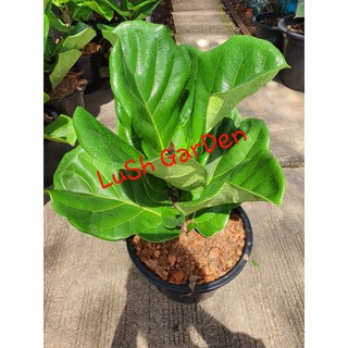 ต้นไทรใบสัก(Fiddle-Leaf Fig) ☘☘กระถาง 11"