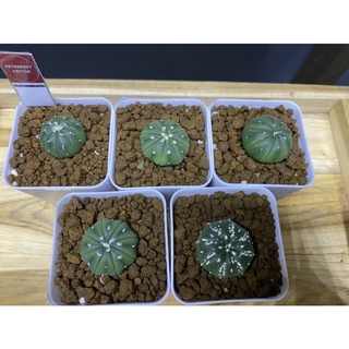 กระบองเพชร แอสโตไฟตัม คละแบบ5ต้น astrophytum mix🌵