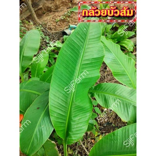 กล้วยบัวส้ม (Flowering banana) เป็นต้นขุดสด จัดส่งขนาดคละไซส์ ขุดตามออเดอร์ จัดส่ง 1-3 วันได้รับสินค้า