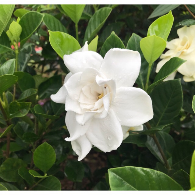 ต้นพุดซ้อน, อินถวา Gardenia jasminoides J.Ellis