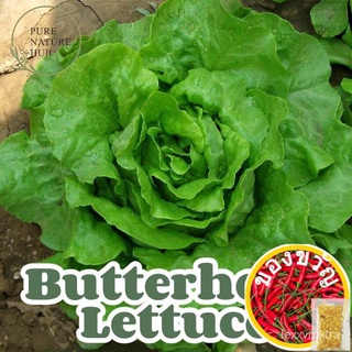 Butterhead Lettuce Seed Benih Sayur สลัดฝรั่งเศสผักกาดหอมบัตเตอร์เฮดครีมผักกาดหอมเมล็ดเมล็ด seeds XQGP