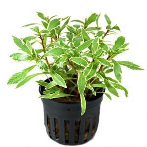 ต้นไม้น้ำ ลัดวิเจียไวท์ ludwigia white