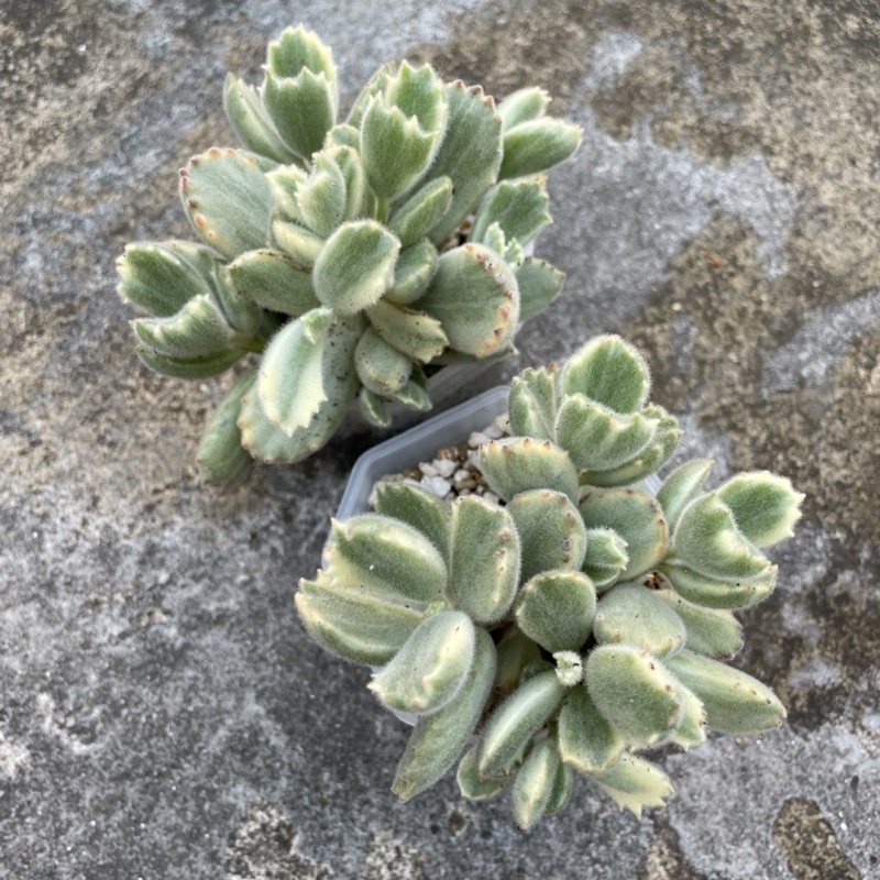กุหลาบหิน ไม้อวบน้ำ Succulents (Cotyledon Tomentosa Variegata - อุ้งตีนหมีด่าง)