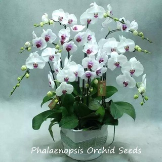 ปลูกง่าย ปลูกได้ทั่วไทย ของแท้ 100% 50Pcs ฟาแลนนอปซิส Multicolor Phalaenopsis Orchid Seeds Bonsai Flower Seeds บอนไซ