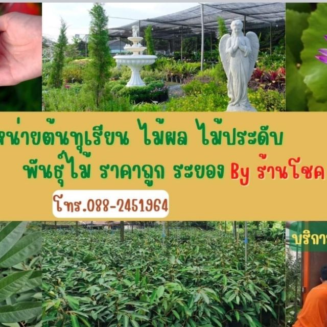 โชค ๙ ชั้นพันธุ์ไม้