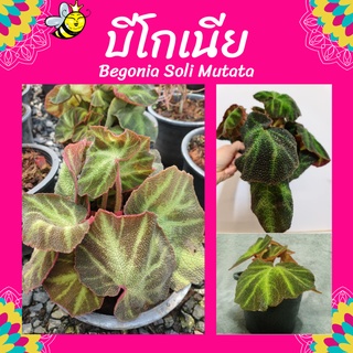 ต้นบีโกเนีย บีโกเนีย​ Begonia​ Soli​ Mutata​ บีโกเนียใบกำมะหยี่