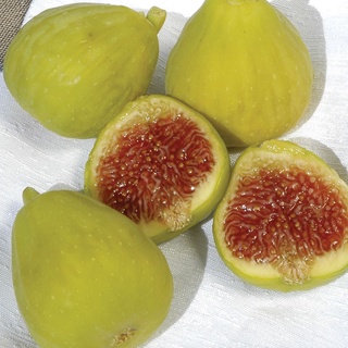 Figs ต้นมะเดื่อฝรั่ง พันธุ์ Desert Kingพร้อมกระถาง 6 นิ้ว ลำต้นสูง 45-50 ซม