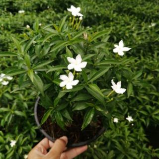 🌿TLPต้นดอกพุดศุภโชค​ ไม้มงคลทนแล้ง จัดส่งทั้งกระถาง