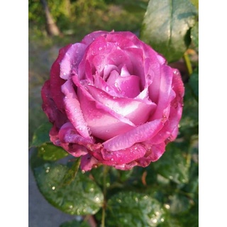 กุหลาบบลูริเวอร์ (blue river rose)