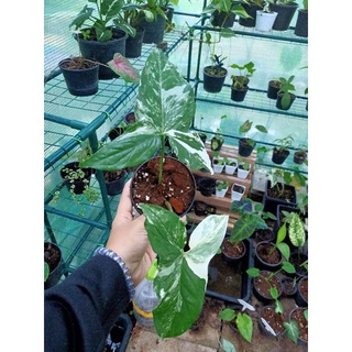 เงินไหลมาด่างขาว (Syngonium podophyllum Variegeted) (ส่งทั้งกระถาง) แข็งแรง ด่างลงก้าน