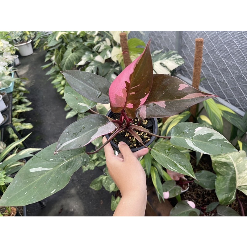 philodendron pink princess marble