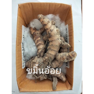 ขมิ้นอ้อย1เหง้า หัวขมิ้นอ้อย สมุนไพร