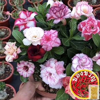 50PCS  Multi Star Petals Purple Black Desert Rose Flower Seeds,Adenium Obesum m8zJกางเกง/บ้านและสวน/สวน/​​กระโปรง/ทานตะว