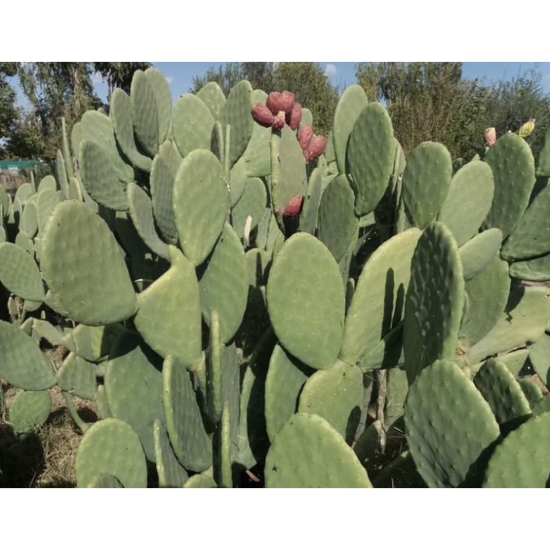 โอพันเทีย ฟิคัสอินดิกา Opuntia ficus indica ทานผลทานใบ กระบองเพชรกินได้