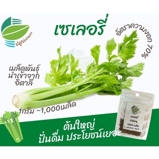 เมล็ดพันธุ์ เซเลอรี่ (Celery)