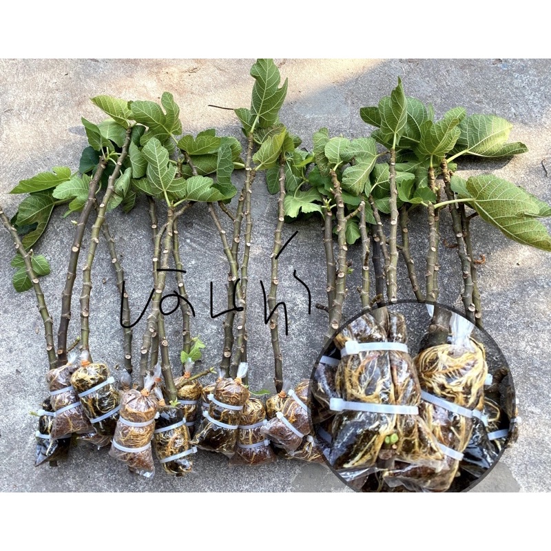 กิ่งตอน มะเดื่อฝรั่ง BTM-6 Japan(1 กิ่งตอน) | Shopee Thailand