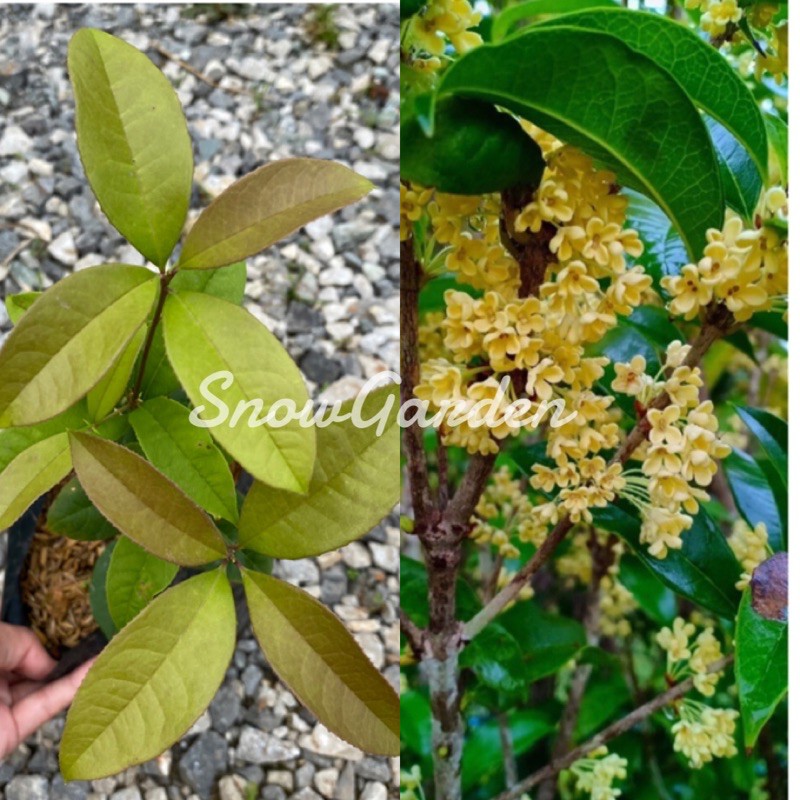 ต้นหอมหมื่นลี้ ไม้หอม เลี้ยงง่ายโตไว แบบถุง 🌳