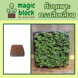 Magicblcok ส15.5 ก้อนเพาะมหัศจรรย์ทรงเหลี่ยม ขนาด กว้าง 15 ยาว 15 สูง 5 ซม